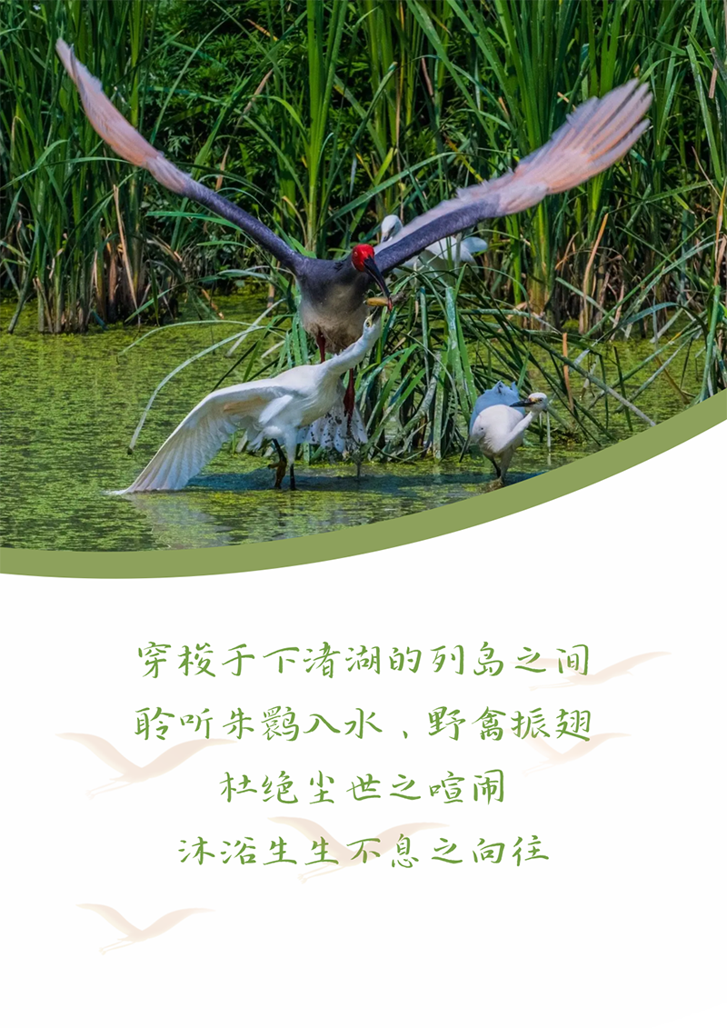 心心念廿 相伴Z6·尊龙凯时 | 与德清相约 贺廿载诞辰